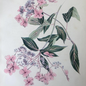 John Nash 1948 Flower Lithograph - Hydrangea Aspera from suite of English Garden Flowers.
