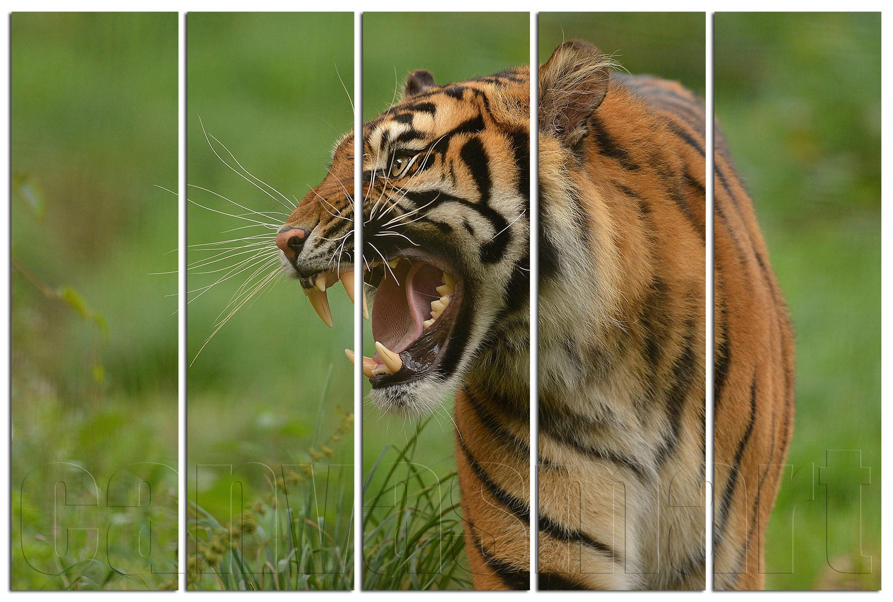 Tiger predators - tewsbrowser