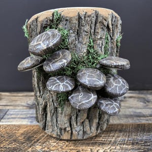 May include: A wooden log planter with a natural bark texture, decorated with faux mushrooms in shades of brown and gray. The mushrooms are arranged around the log, creating a whimsical and rustic look.