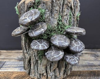 Light-Up Shiitake Mushroom Log – Realistic Hand Sculpted Clay Mushrooms with USB Lights & Mossy Bark Base