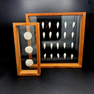 May include: Two wooden shadow box frames with glass fronts containing white sea specimens. The smaller vertical frame holds three round, textured sea urchin tests, while the larger square frame displays twenty elongated, pointed white seashells.