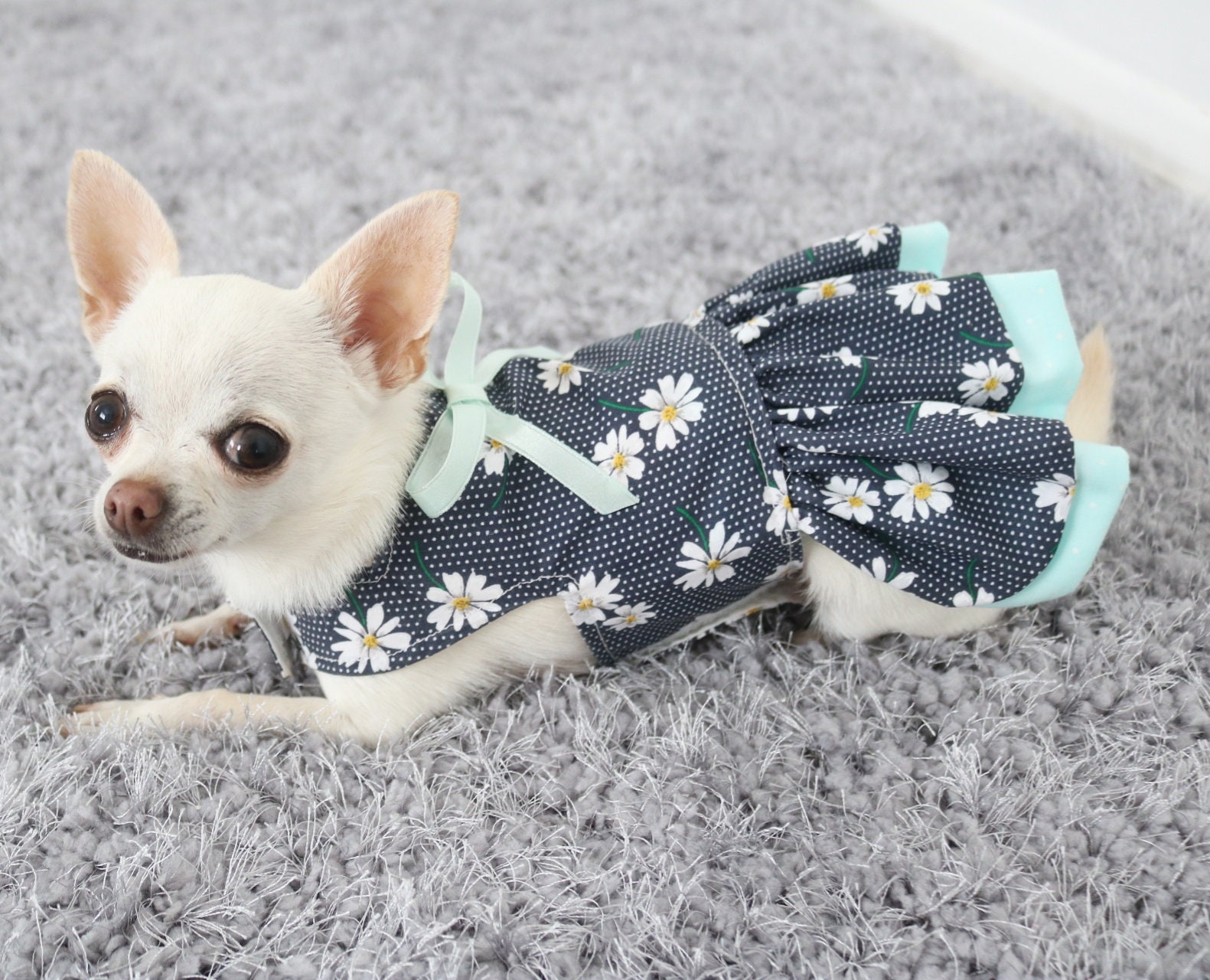 Chihuahua in dress sales