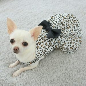 May include: A white chihuahua wearing a brown and black leopard print dress with a black bow.