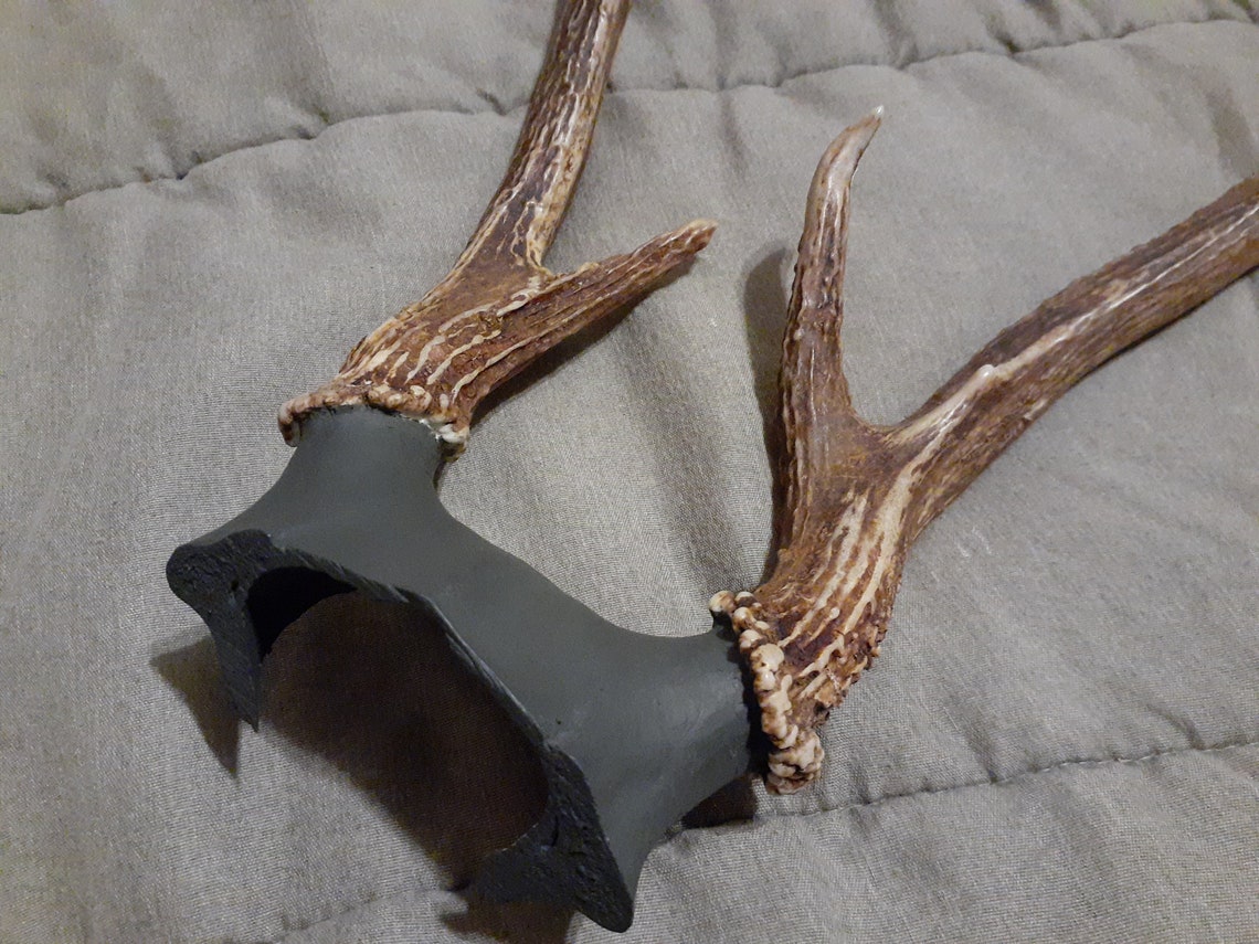 Antlers whitetail horns buck