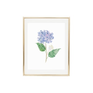 Hortensie 3 Kunstdruck