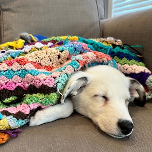 Może przedstawiać: Biało-czarny pies ze zmrużonymi oczami śpi na brązowej kanapie pod kolorowym dzianym kocem.