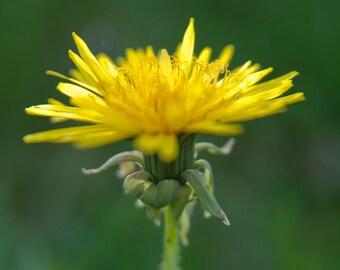 diente de león