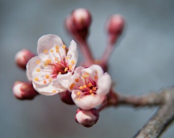 First Buds