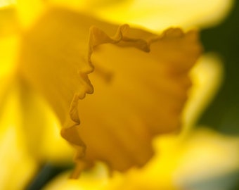 Daffodil