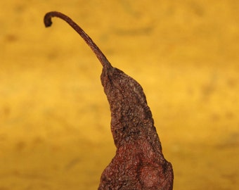 Pear Back