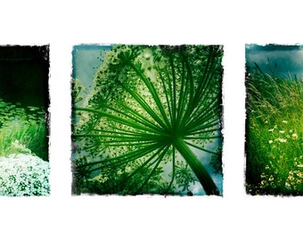 Flower Triptych