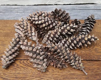 15+ Pinecones- Real/Authentic Pine Cones- Collection/Art Supplies/Rustic Decor/Rustic Decorations/Decorative/Natural/Nature/Den/Cabin/Lodge