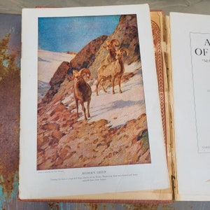 1937/Animals of America/Mammals of America/1930s/Vintage/Books/Science/Natural History/Illustrated/Large/Photographs/Anthony/Reference Books