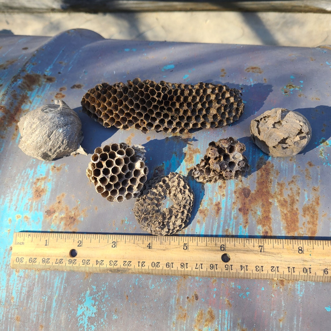 Paper Wasp Nests/for Sale/bees Nest/natural/supplies/real