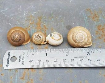 May include: Four spiral snail shells of varying sizes arranged in a row next to a Staedtler Mars stainless steel ruler. The shells range from light tan to dark brown in color. The ruler shows measurements in inches and centimeters for scale.