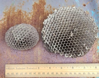 Paper Wasp Nests/Bees Nests- Natural/Art/Supplies/Real/Authentic/Collection/Specimens/Craft/Nature/Rustic Decorations/Homeschool/Lot/Decor