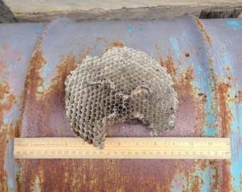 Large Hornets Nest Piece- Wasp Nests/Bees Nests/Natural/Art/Supplies/Real/Authentic/Collection/Specimens/Craft/Nature/Rustic Decorations