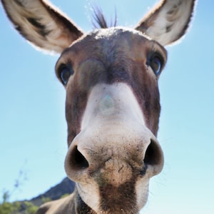 Donkey Photograph | Oatman Donkey Photography  | Arizona desert photography | Donkey Portrait