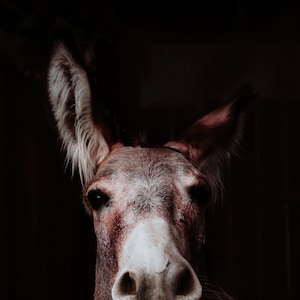 Donkey Photograph Wall Art | Arizona desert photography | Donkey Black and White & color Photograph