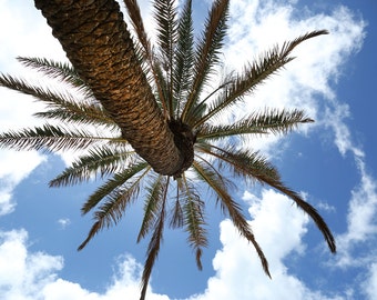 Tropical Hawaiian Photography | Palm tree Photography | Fine Art Print | Hawaii | Palm Tree Print