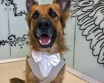 Dog tuxedo harness in beige with ring bearer ribbon, dog wedding attire, dog suit, dog wearing clothes, beige dog tuxedo