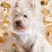 see more listings in the Wedding Dog Tuxedo section