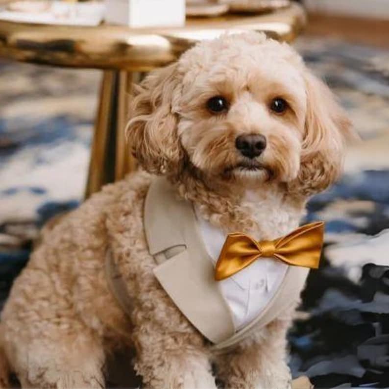 May include: A small, light brown dog wearing a beige tuxedo jacket with a white shirt and a gold bow tie. The dog is sitting in front of a gold table with a blue and white patterned rug.