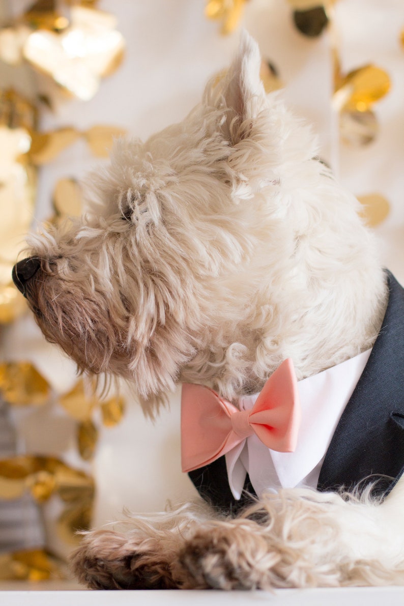 Charcoal Dog Tuxedo Wedding Harness and Leash Set Dog Formal Etsy