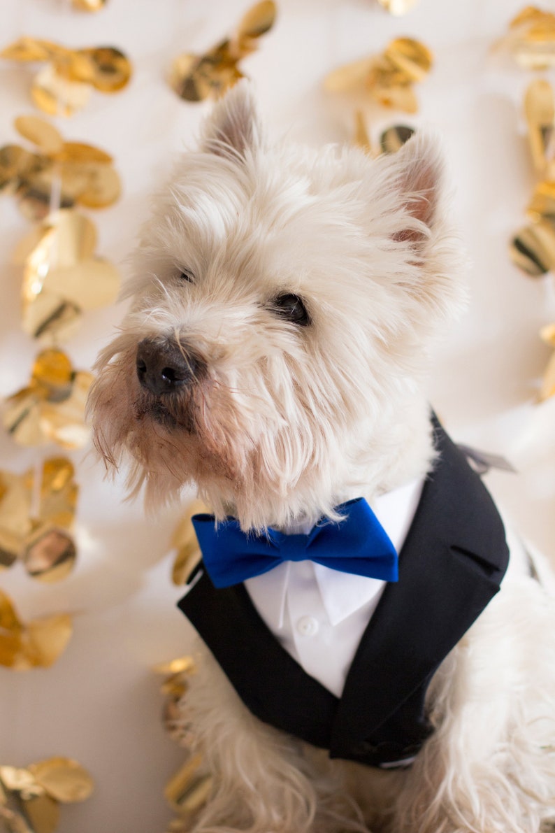 Dog Tuxedo Wedding Harness and Leash Set Dog Formal Attire Etsy