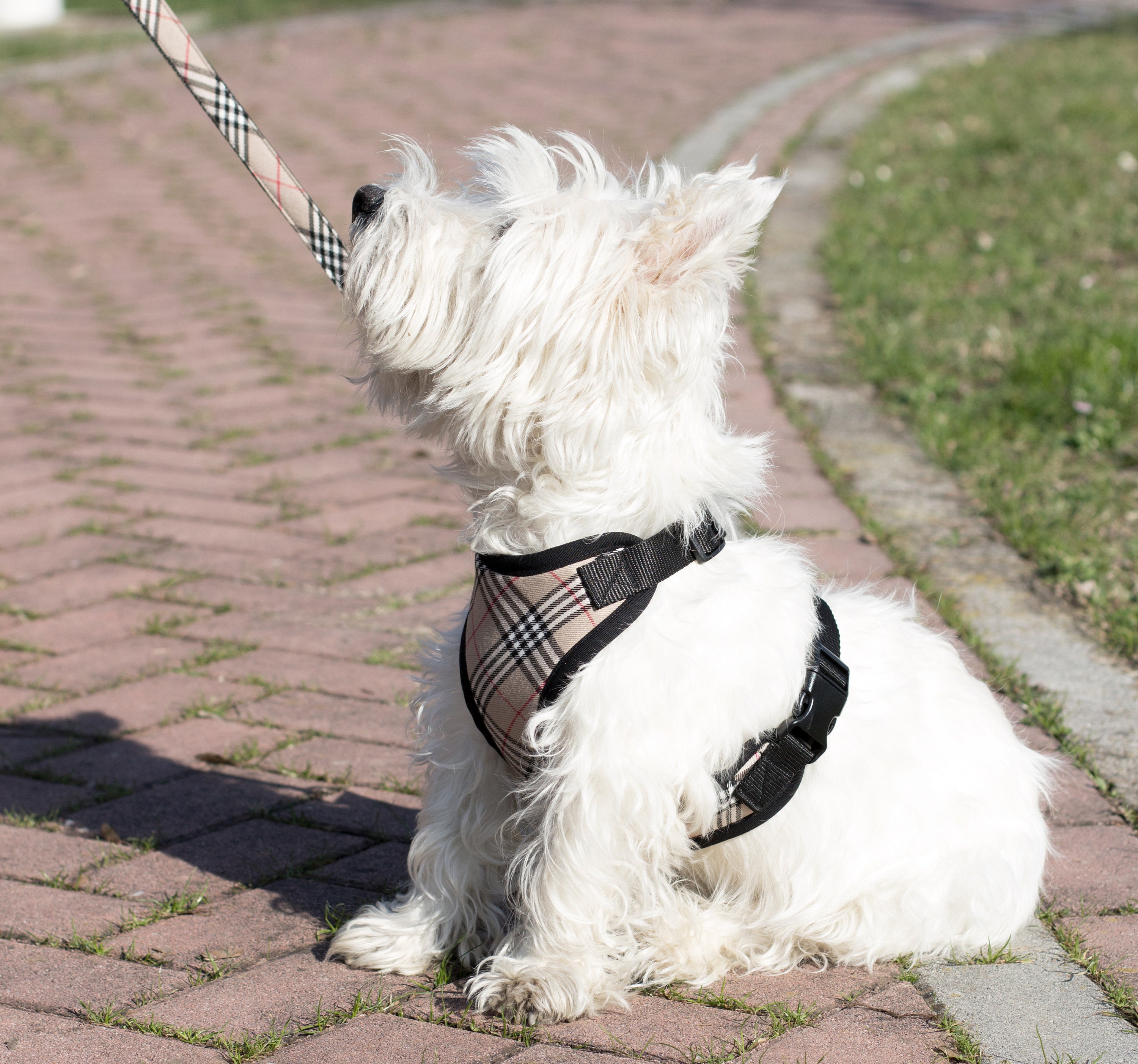 Set tartan dog harness and leash Set dog harness and lead for Etsy