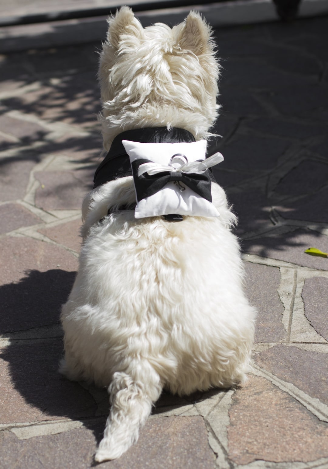 Dog Ring Bearer Pillow , Dog Ring Holder, White Ring Bearer for Harness