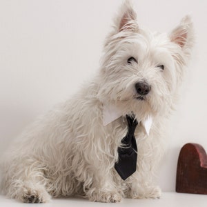 Wedding dog shirt collar with tie, dog ring bearer, dog wedding attire, wedding collar leash, tie collar