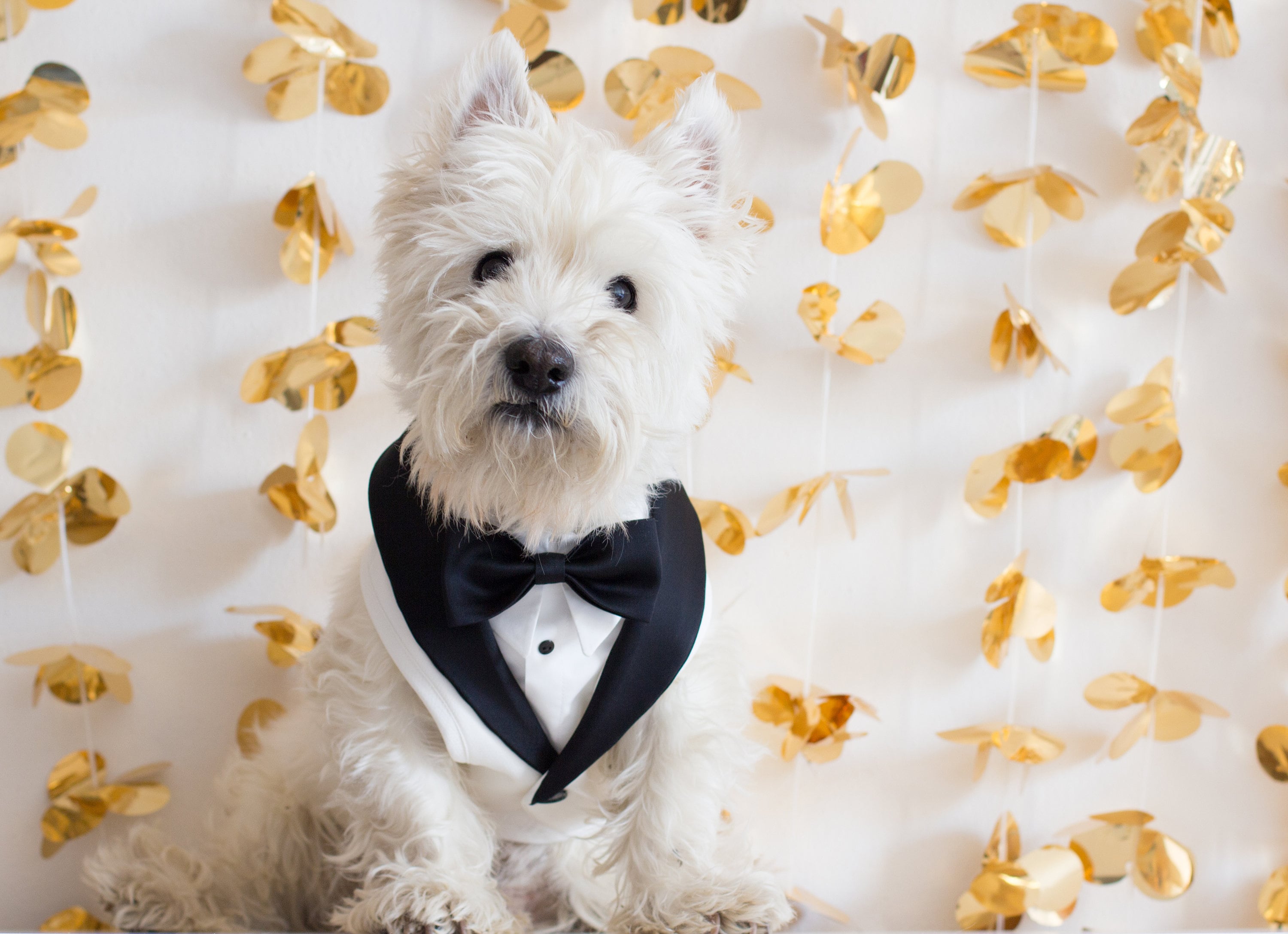 Dog Tuxedo Wedding White Harness and Leash Set Dog Formal Etsy