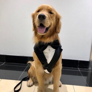 Arnés de esmoquin para boda de perro negro: traje de portador de anillos personalizado (tallas XS-3XL) imagen 3