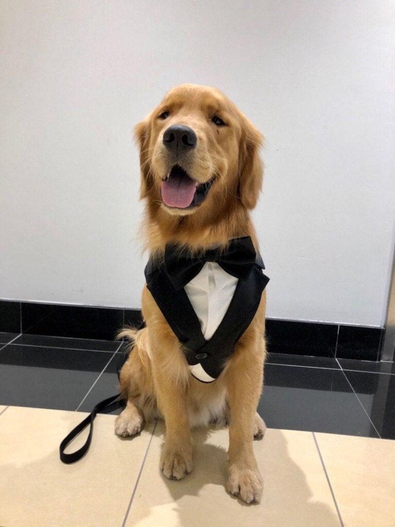 Arnés de esmoquin para boda de perro negro: traje de portador de anillos personalizado (tallas XS-3XL) imagen 3