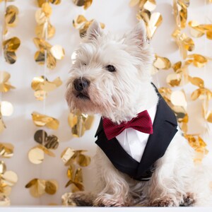 Puede incluir: Un perro West Highland White Terrier blanco con un esmoquin negro y una pajarita roja, sentado frente a una guirnalda dorada.