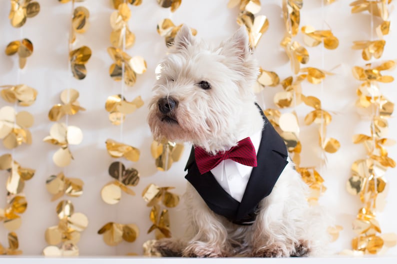Puede incluir: Un perro West Highland White Terrier blanco con un esmoquin negro y una pajarita roja, sentado frente a una guirnalda dorada.
