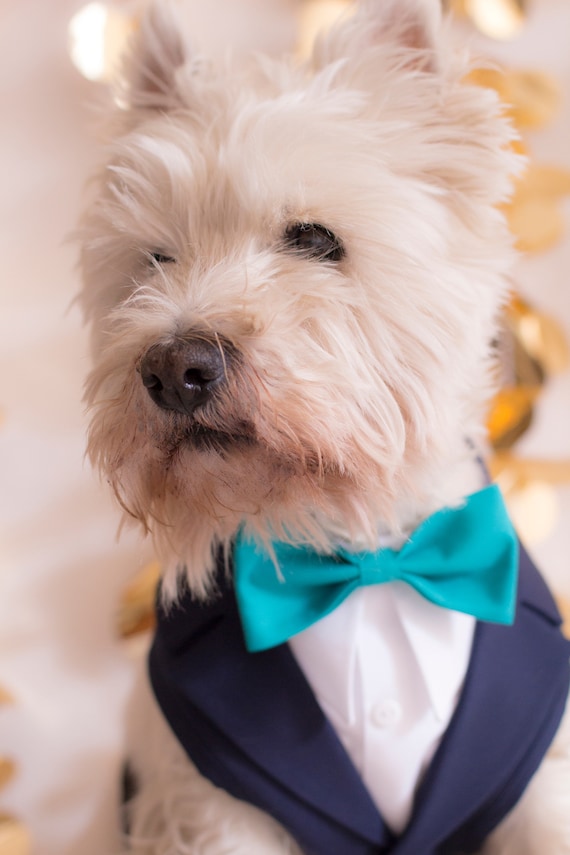 Dog tuxedo harness hot sale