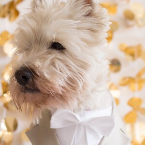 May include: A West Highland White Terrier, or Westie, wearing a light gray suit jacket, white dress shirt, and a white bow tie. The dog is set against a backdrop of gold-colored, abstract shapes.