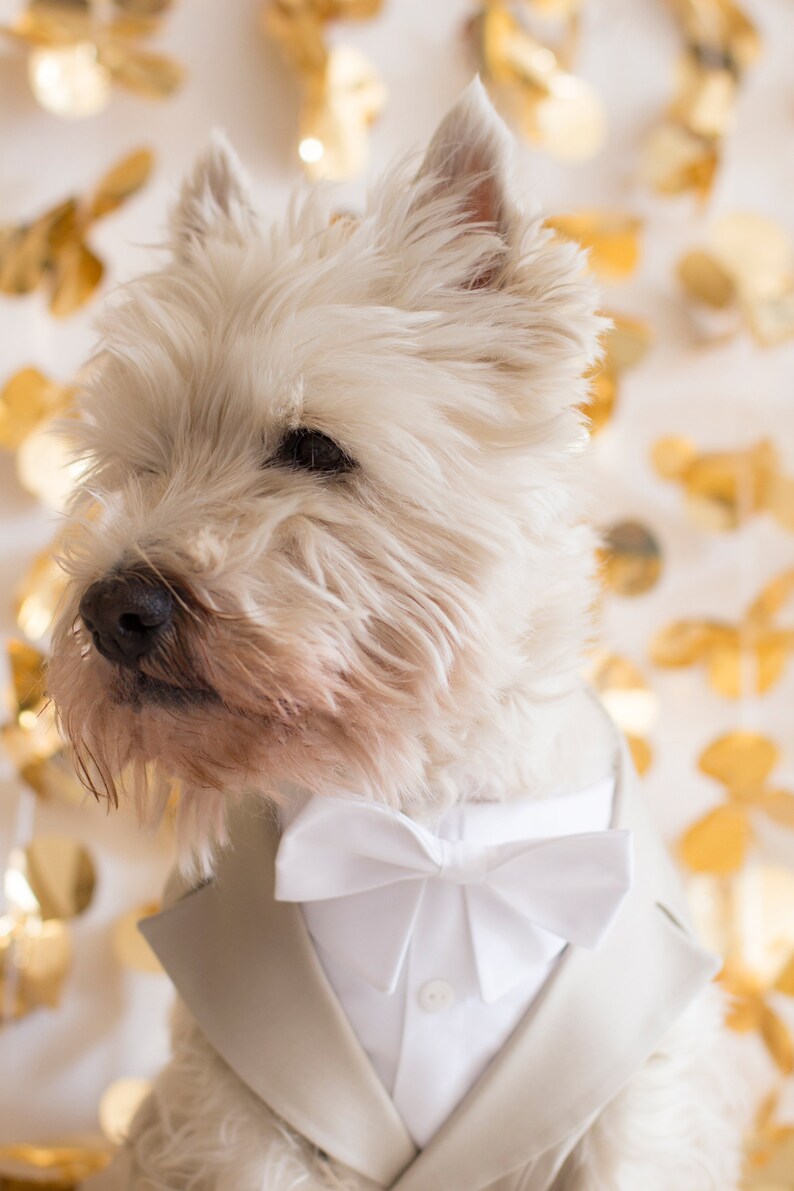 May include: A West Highland White Terrier, or Westie, wearing a light gray suit jacket, white dress shirt, and a white bow tie. The dog is set against a backdrop of gold-colored, abstract shapes.
