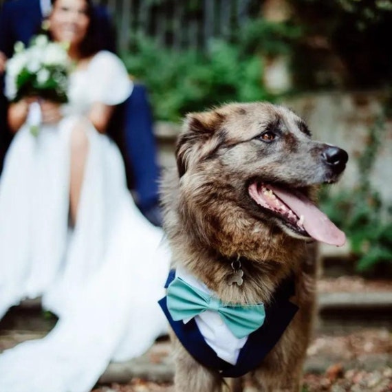 Navy Blue Dog Suit With Leash, Dog Wedding Suit Harness and Leash