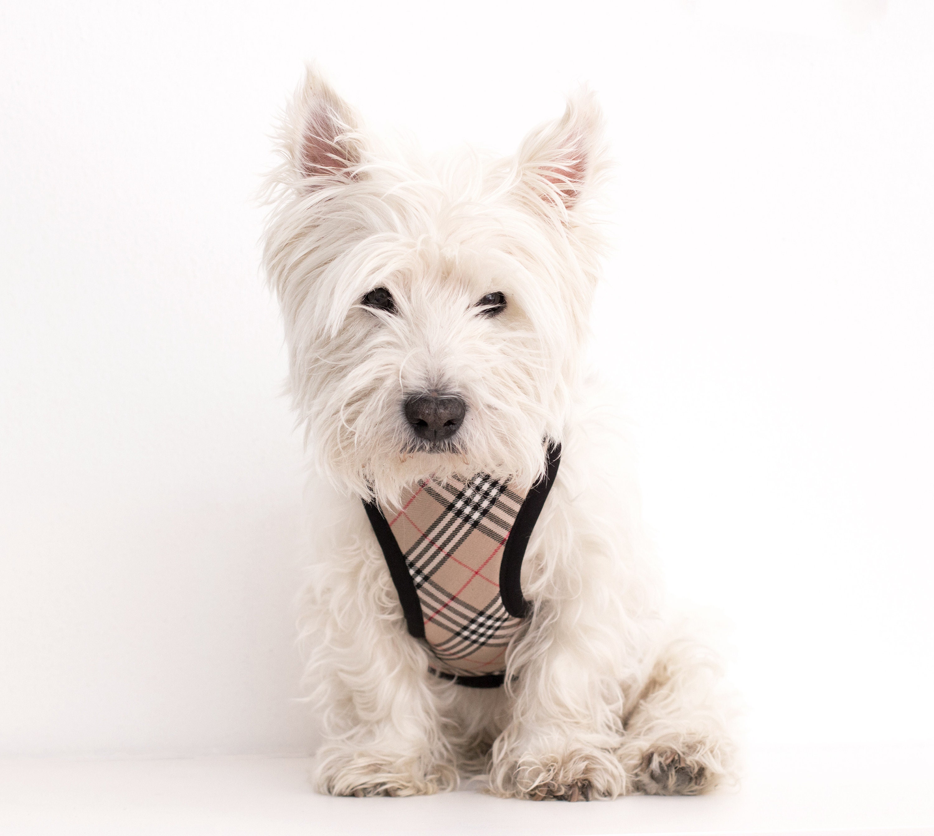 Burberry TB Monogram Dog Leash - Brown Pet Accessories, Decor & Accessories  - BUR391122