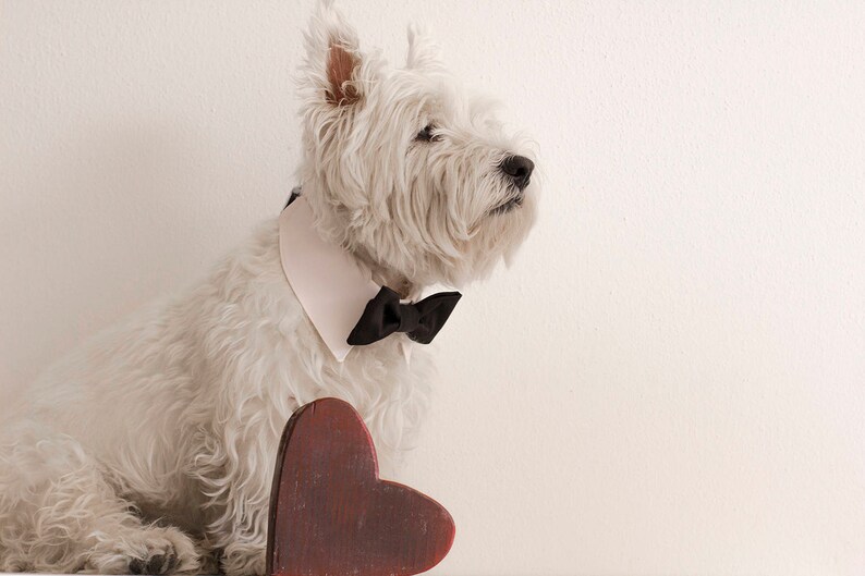 May include: A white West Highland White Terrier wearing a white collar with a black bow tie sits next to a red heart-shaped wooden object.