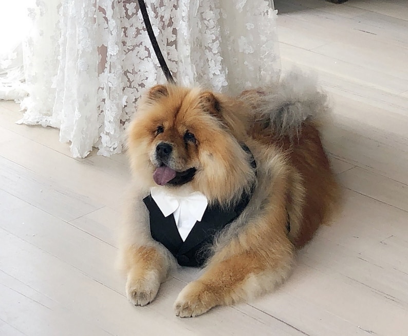 Puede incluir: Un perro Chow Chow de color marr&oacute;n claro y esponjoso que lleva un esmoquin negro con una pajarita blanca. El perro est&aacute; sentado en un suelo de madera blanco.
