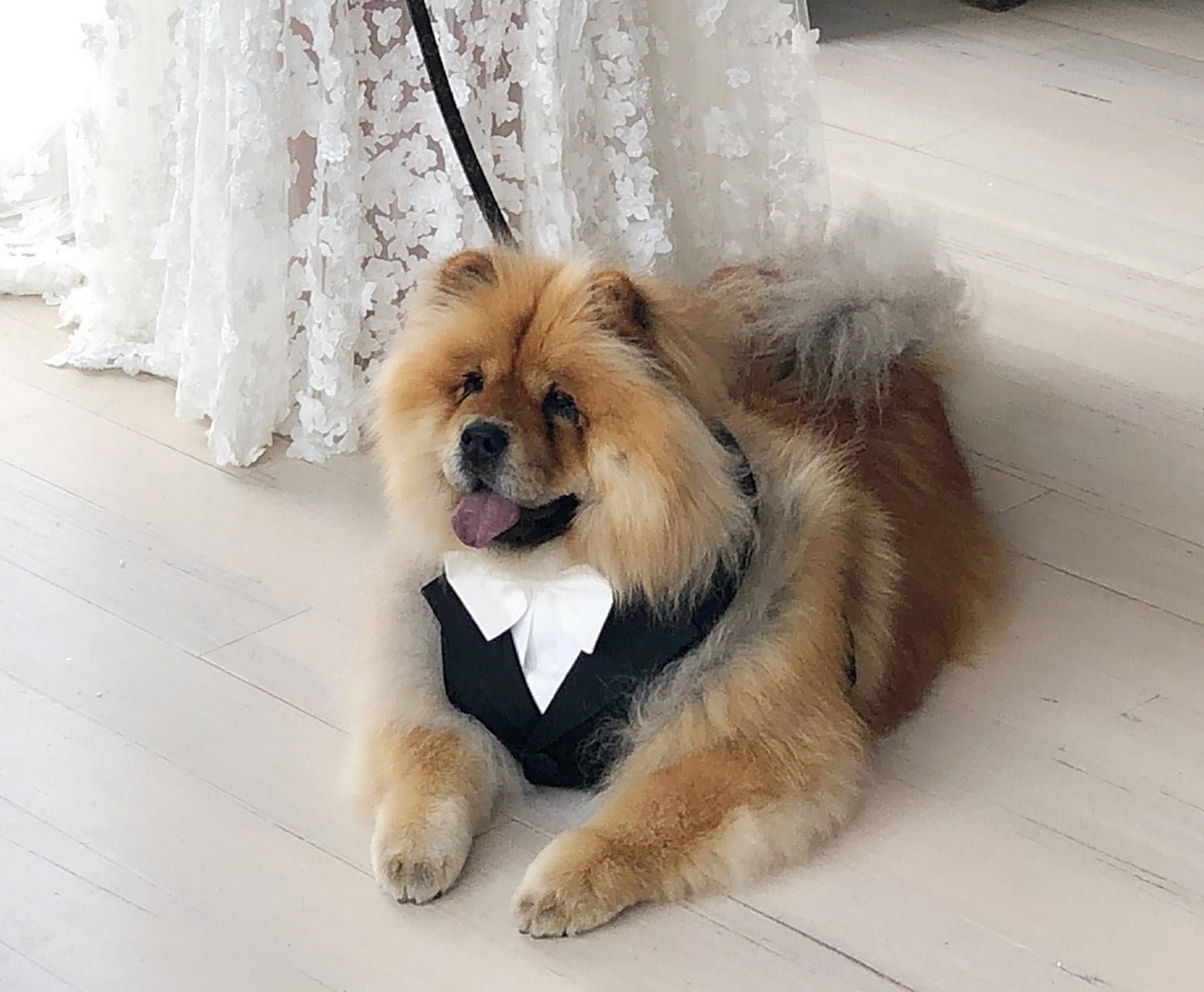 dog wedding attire