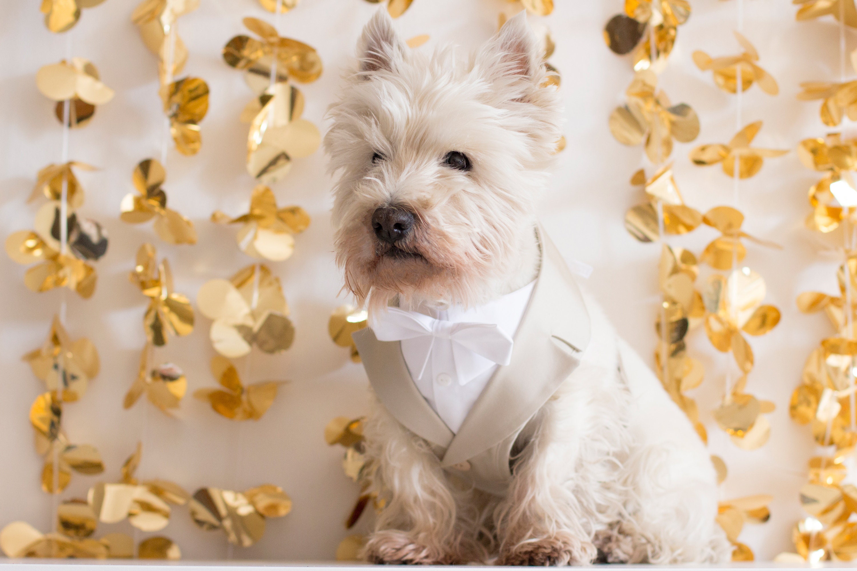 Dog Wedding Attire Beige Dog Tuxedo Dress Dog Wedding - Etsy Canada Dog Wedding Attire Beige Dog Tuxedo Dress Dog Wedding - Etsy Canada