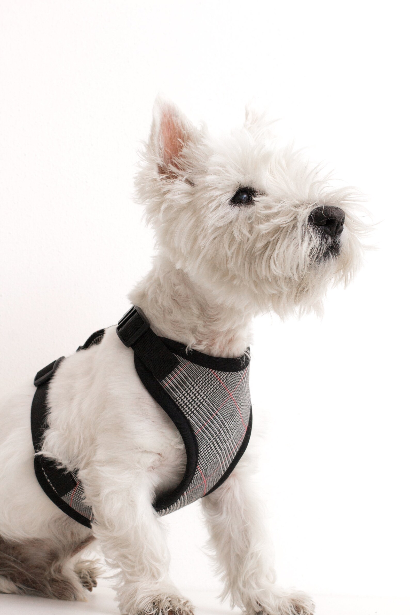 Scottish Dog Harness for Small to Large Dogs Tartan Dog Etsy