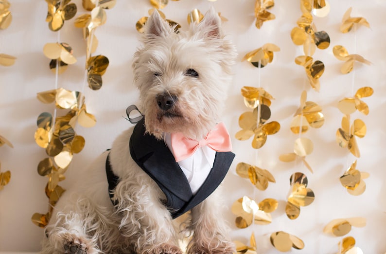 Gray Dog Tuxedo Wedding Harness and Leash Set Dog Formal Etsy