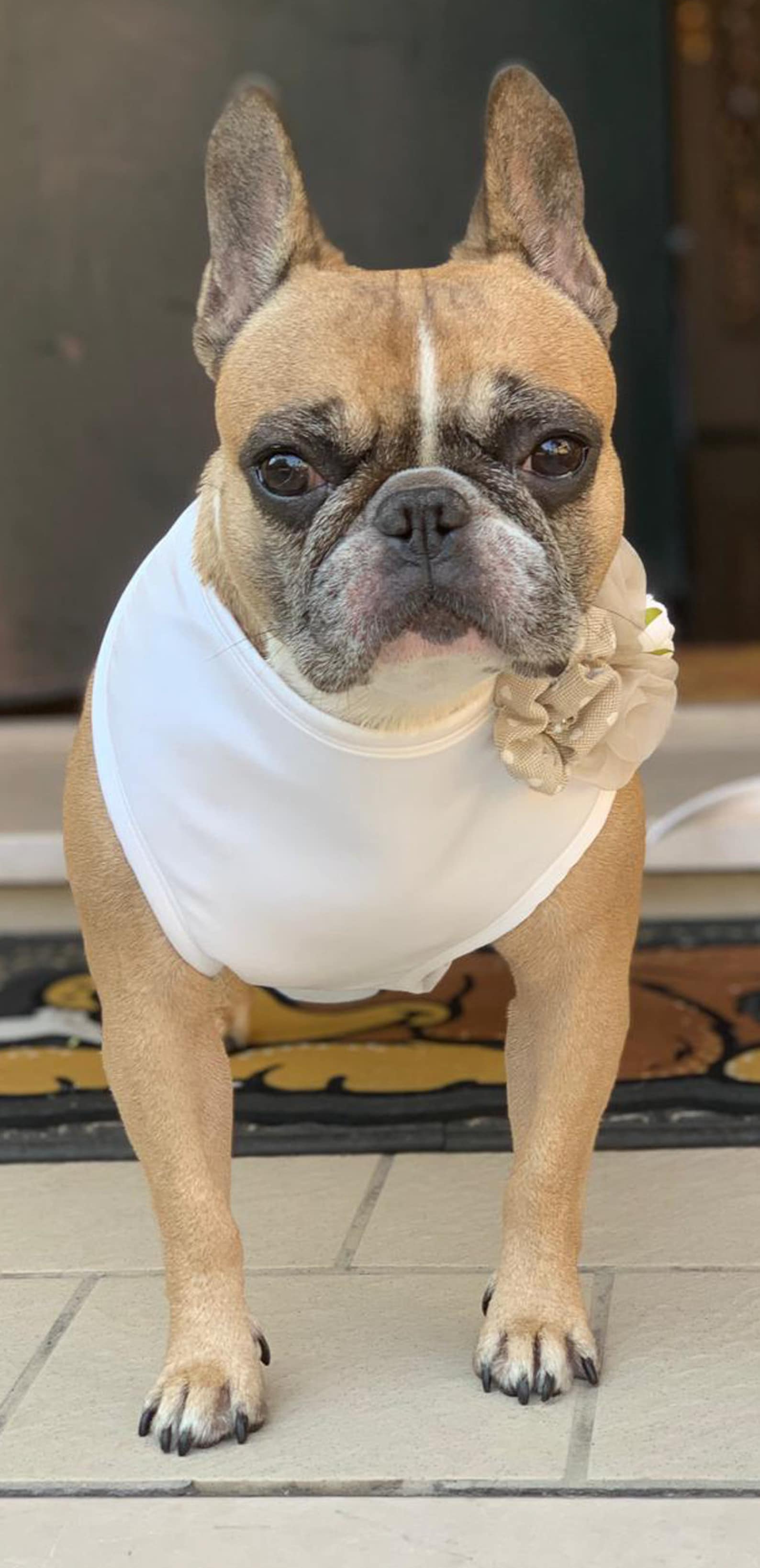 Girl Dog Wedding Harness and Leash Dog Harness With Roses Etsy