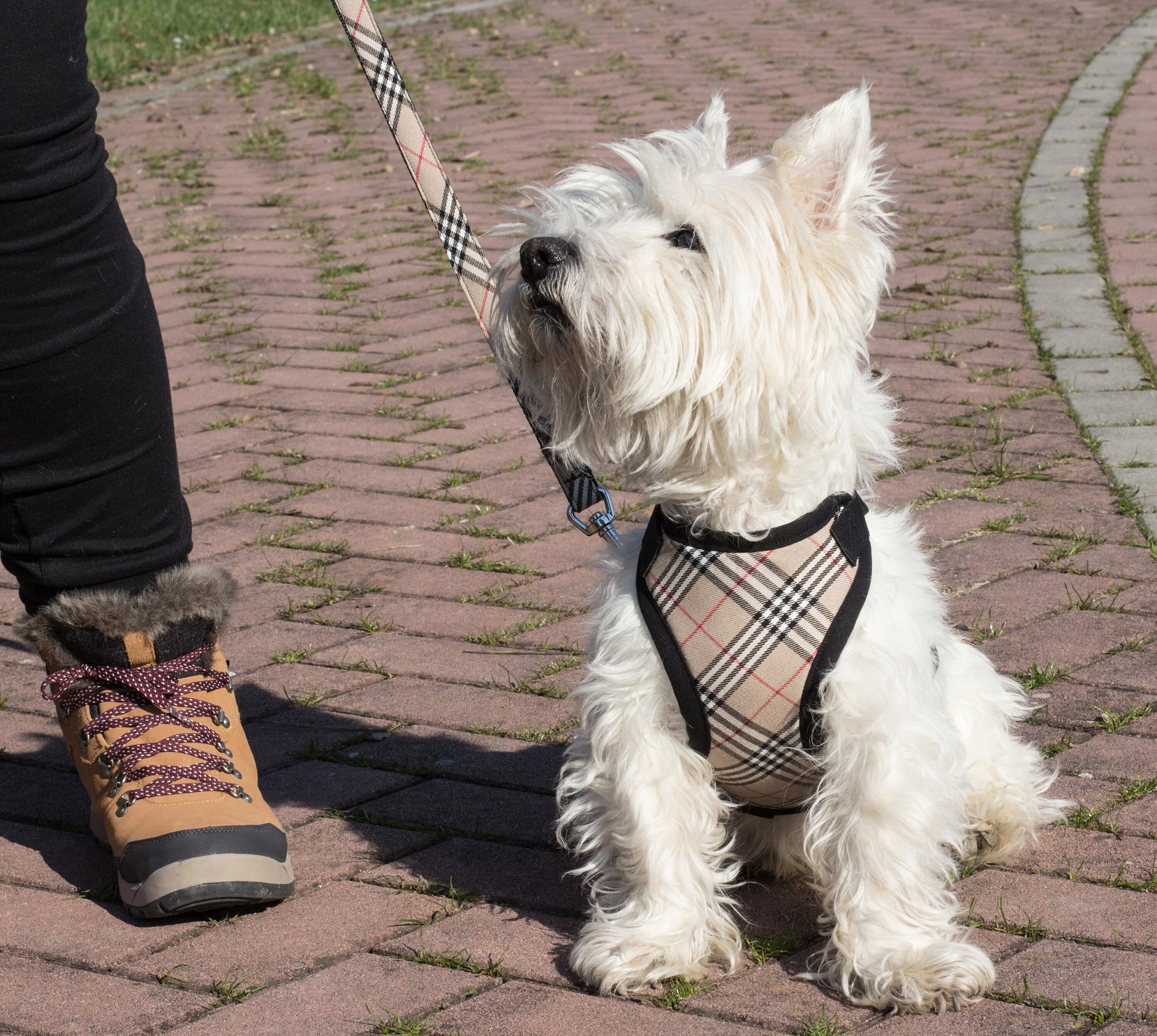 Set tartan dog harness and leash Set dog harness and lead for Etsy